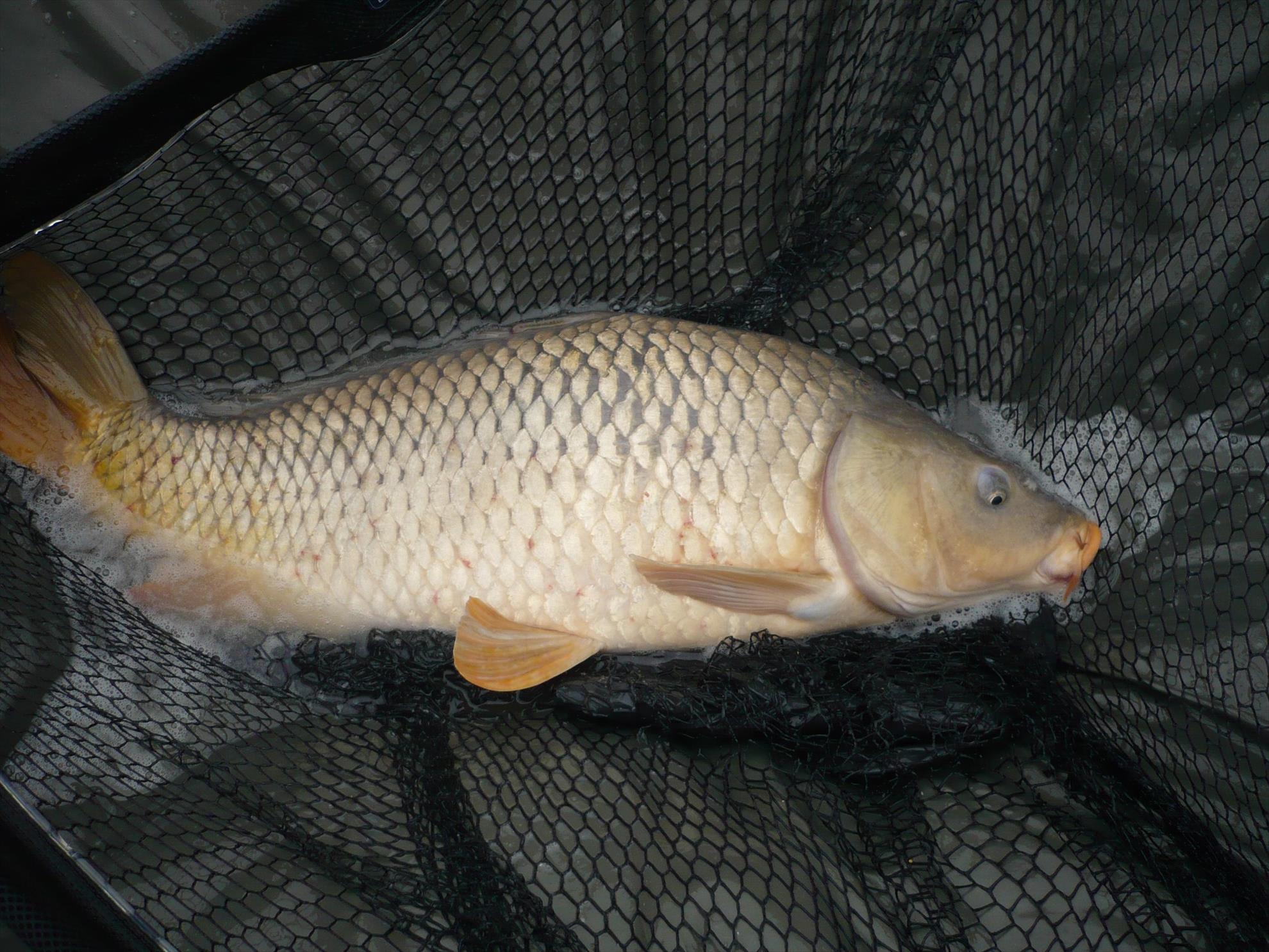 MV2 - 24.OCT.2013 - p1010828.JPG